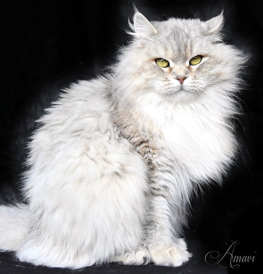Pure Light Amavi silver siberian cat